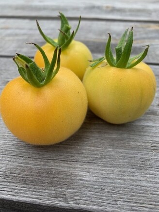 Tomatensamen Kaufen BIO Samenfest Ab 1 79